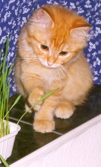Dr. Rozsd�s Archibald